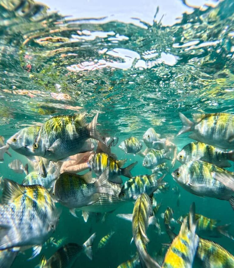 Puerto Vallarta: Snorkel With Tropical Fishes & Canopy Tour - Who Should Consider This Tour?