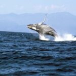 Puerto Vallarta: Whale & Dolphin Watching with Hydrophone - Who Will Love This Tour?