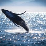 Puerto Vallarta: Whale Watching All Inclusive Experience - The Sum Up