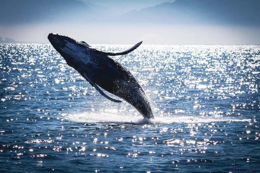 Puerto Vallarta: Whale Watching All Inclusive Experience - The Sum Up