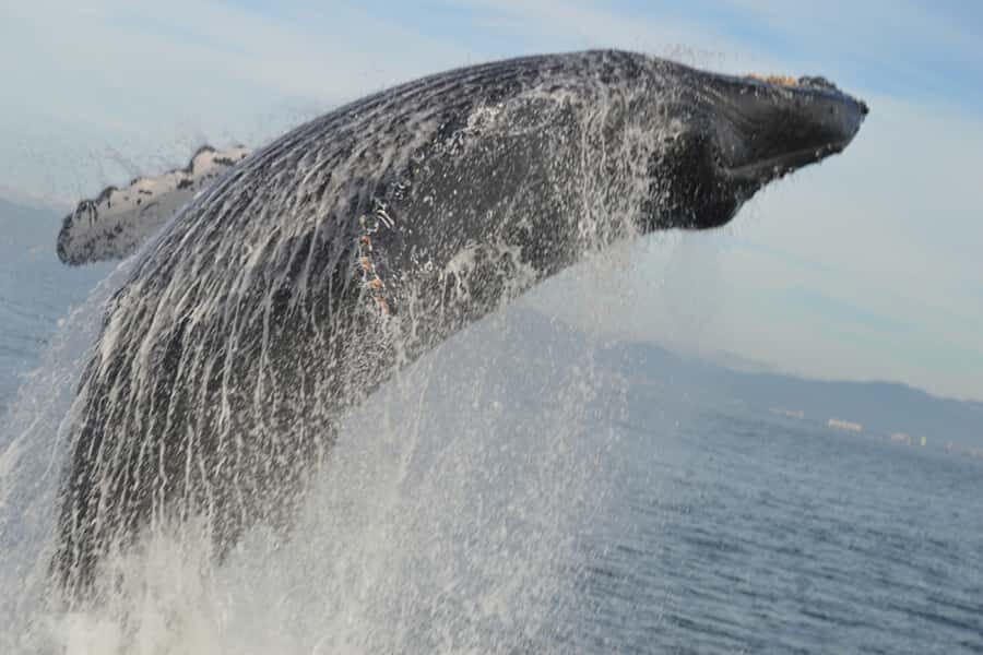 Puerto Vallarta Whale Watching by Speedboat Tour - Who Should Consider This Tour?