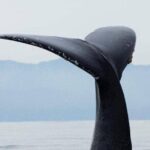 Puerto Vallarta Whale Watching Tour - Who Will Love This Tour?