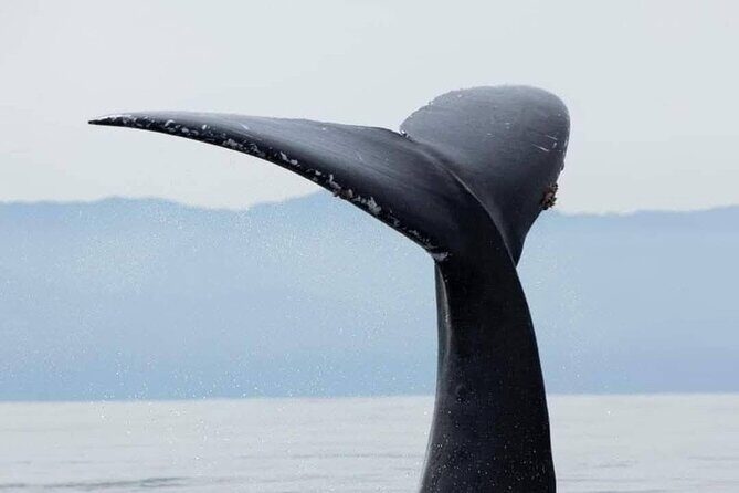 Puerto Vallarta Whale Watching Tour - Who Will Love This Tour?