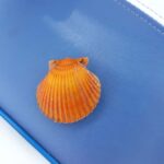 Punta Gorda /Boca Grande: Barrier Island Shelling Boat Tour - The Itinerary and What You Can Expect