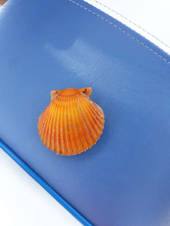 Punta Gorda /Boca Grande: Barrier Island Shelling Boat Tour - The Itinerary and What You Can Expect