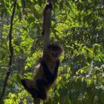 Punta Laguna Tour: Spider Monkey Reserve, cenote, canoe - Frequently Asked Questions