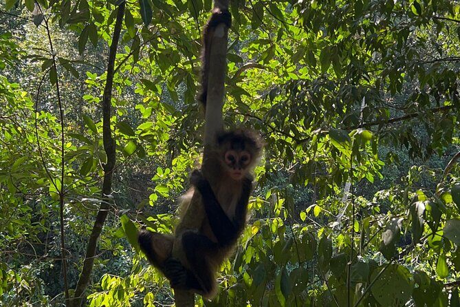 Punta Laguna Tour: Spider Monkey Reserve, cenote, canoe - Frequently Asked Questions