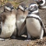 Punta Tombo Penguin Colony from Puerto Madryn with optional Toninas Watching - What Makes This Tour Stand Out?