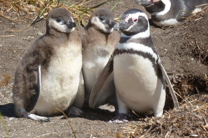 Punta Tombo Penguin Colony from Puerto Madryn with optional Toninas Watching - What Makes This Tour Stand Out?