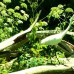 Rainbow Springs Guided Kayak/ Swim/ Snorkel Adventure - Final thoughts