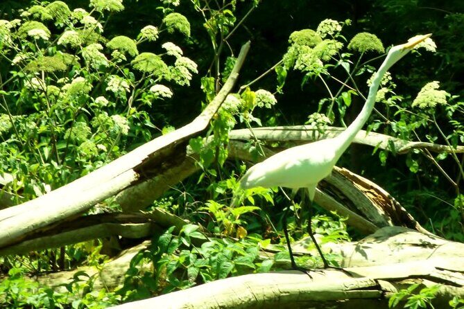 Rainbow Springs Guided Kayak/ Swim/ Snorkel Adventure - Final thoughts