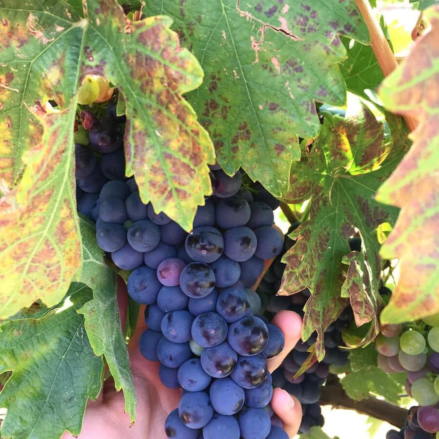 Recorrido + 1 vino / Tour + 1 wine - In-Depth Review of the Chihuahua Wine Tour at Bodegas Pinesque