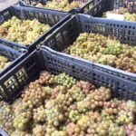 Recorrido + 3 vinos + Maridaje/Tour + 3 wines + Cheese board - Who Should Consider This Tour?