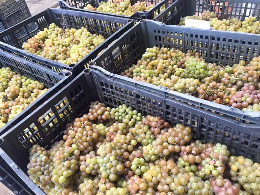 Recorrido + 3 vinos + Maridaje/Tour + 3 wines + Cheese board - Who Should Consider This Tour?