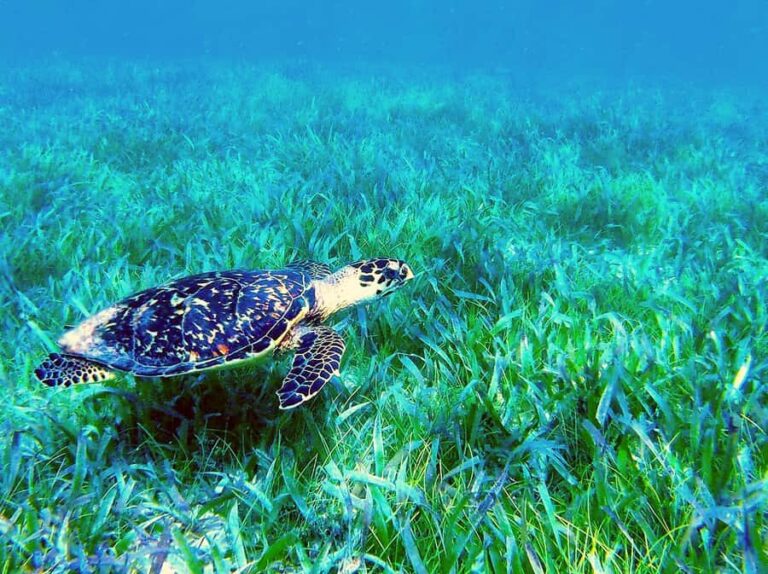 Reef Snorkeling , 3 amazing Cenotes , great local food - Exploring Puerto Morelos: A Less Commercialized Gem