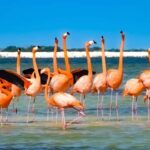 Río Lagartos & Las Coloradas Boat Tour: Flamingos, Mangroves - What It’s Like in Practice