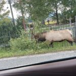 Rocky Mountain National Park Car Tour from Estes Park - The Sum Up: Who Should Consider This Tour?