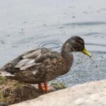 Rocky Mountain National Park: "Hiking Light" Nature Walk - Exploring the Details of the Rocky Mountain National Park "Hiking Light" Walk