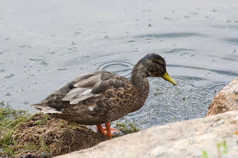 Rocky Mountain National Park: "Hiking Light" Nature Walk - Exploring the Details of the Rocky Mountain National Park "Hiking Light" Walk