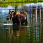 Rocky Mountain National Park: The Bear Lake Corridor - Who Should Consider This Tour?