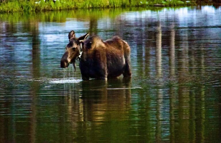 Rocky Mountain National Park: The Bear Lake Corridor - Who Should Consider This Tour?
