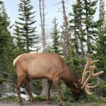 Rocky Mountains: Peak to Peak & Estes Park Small Group Tour - Why This Tour Offers Great Value