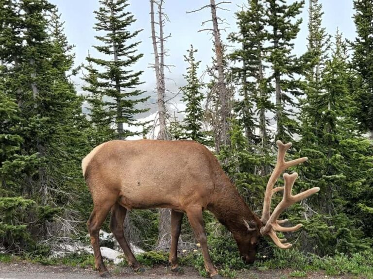 Rocky Mountains: Peak to Peak & Estes Park Small Group Tour - Why This Tour Offers Great Value