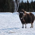 Saint-Félicien Wild Zoo: Winter 2025-2026 Daily Ticket - FAQ