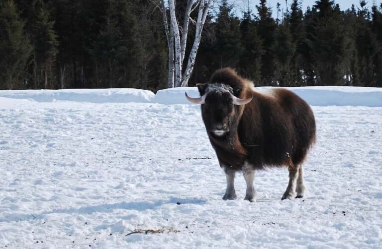 Saint-Félicien Wild Zoo: Winter 2025-2026 Daily Ticket - FAQ