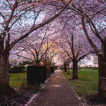 Salem: Witch Trial Walking Tour - Exploring the Salem: Witch Trial Walking Tour in Detail