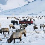 Salt Lake City: 3-Day Yellowstone Winter Wildlife Tour - The Experience in Context: What Travelers Say