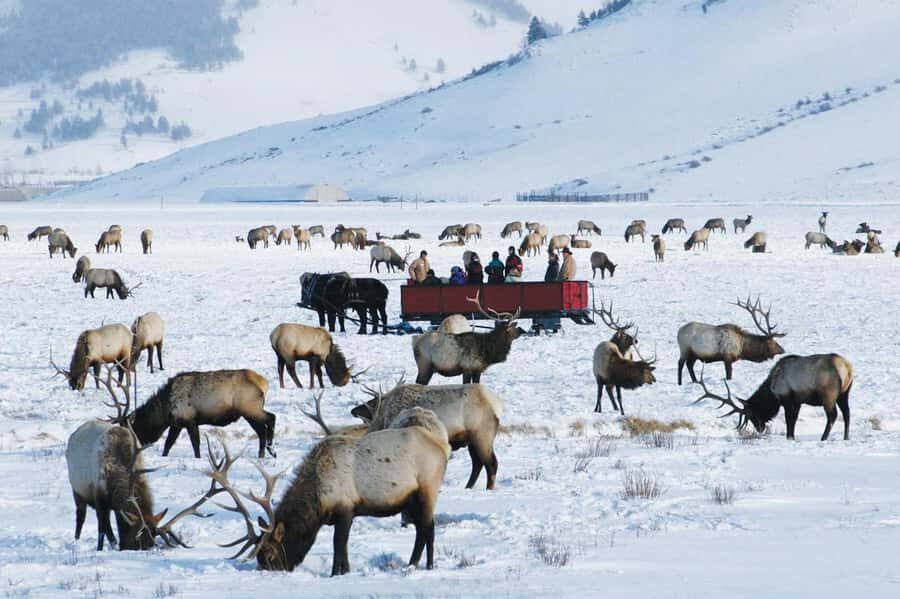 Salt Lake City: 3-Day Yellowstone Winter Wildlife Tour - The Experience in Context: What Travelers Say