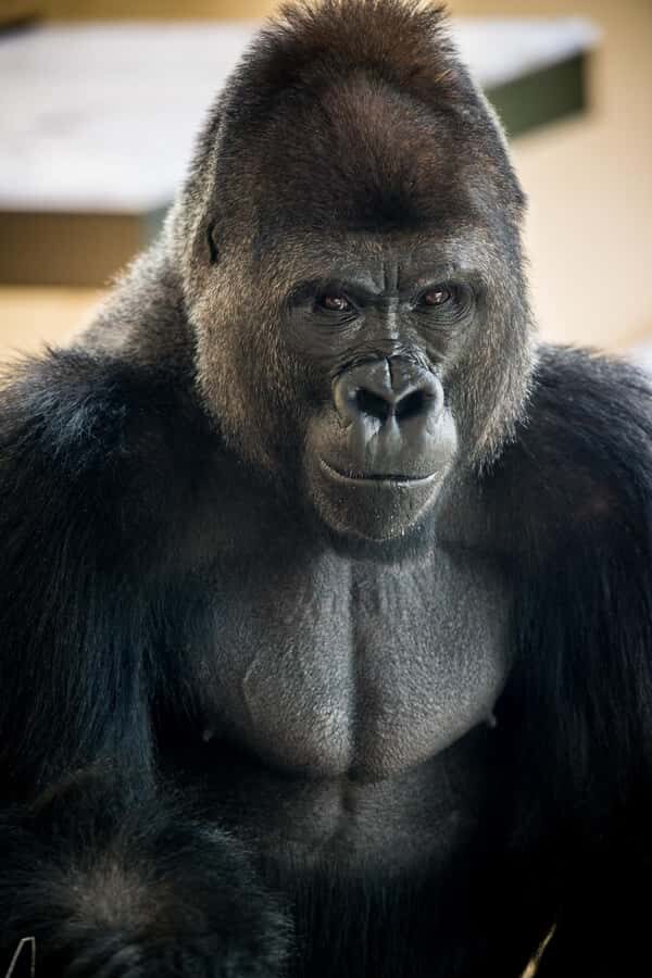 San Antonio Zoo Any Day Ticket including ZooLights - Final Thoughts: Is San Antonio Zoo Worth It?