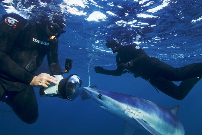 San Diego Blue Shark Diving Adventure - Final Thoughts: Is It Worth It?