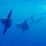 San Diego: Blue Shark Offshore Snorkel Adventure! - A Closer Look at the Blue Shark Offshore Snorkel Adventure