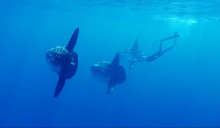 San Diego: Blue Shark Offshore Snorkel Adventure! - A Closer Look at the Blue Shark Offshore Snorkel Adventure