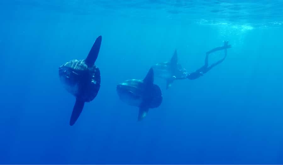 San Diego: Blue Shark Offshore Snorkel Adventure! - A Closer Look at the Blue Shark Offshore Snorkel Adventure