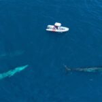 San Diego: Blue Whale Watching Expedition - An In-Depth Look at the San Diego Blue Whale Expedition