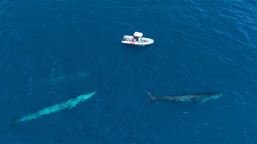 San Diego: Blue Whale Watching Expedition - An In-Depth Look at the San Diego Blue Whale Expedition