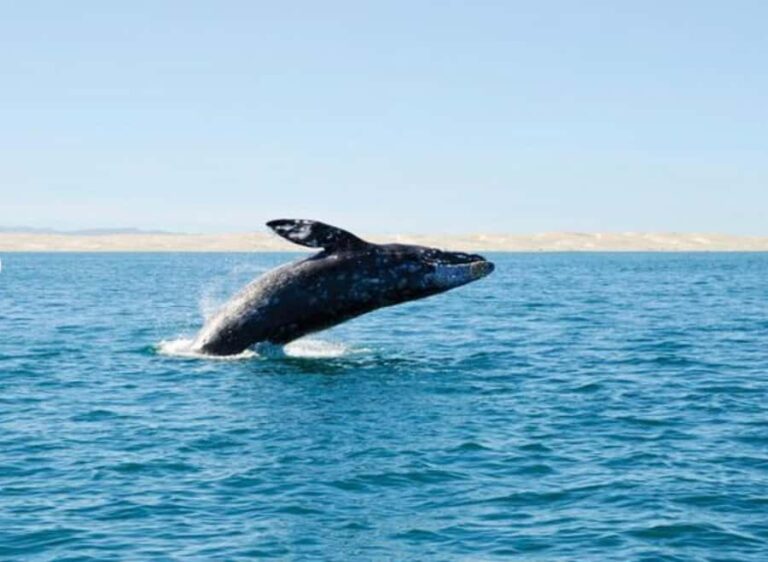 San Diego: City Cruises Whale and Dolphin Watching Cruise - The Experience in Detail: What You Can Expect