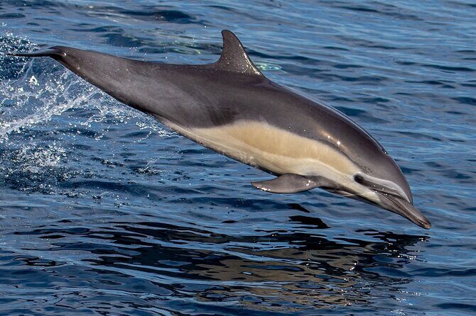 San Diego Dolphin Watch Sunset Cruise Mission Bay on the Legacy - The Weather and Flexibility