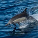 San Diego: Whale Watching & Dolphin Cruise - Practical Tips for Your Trip