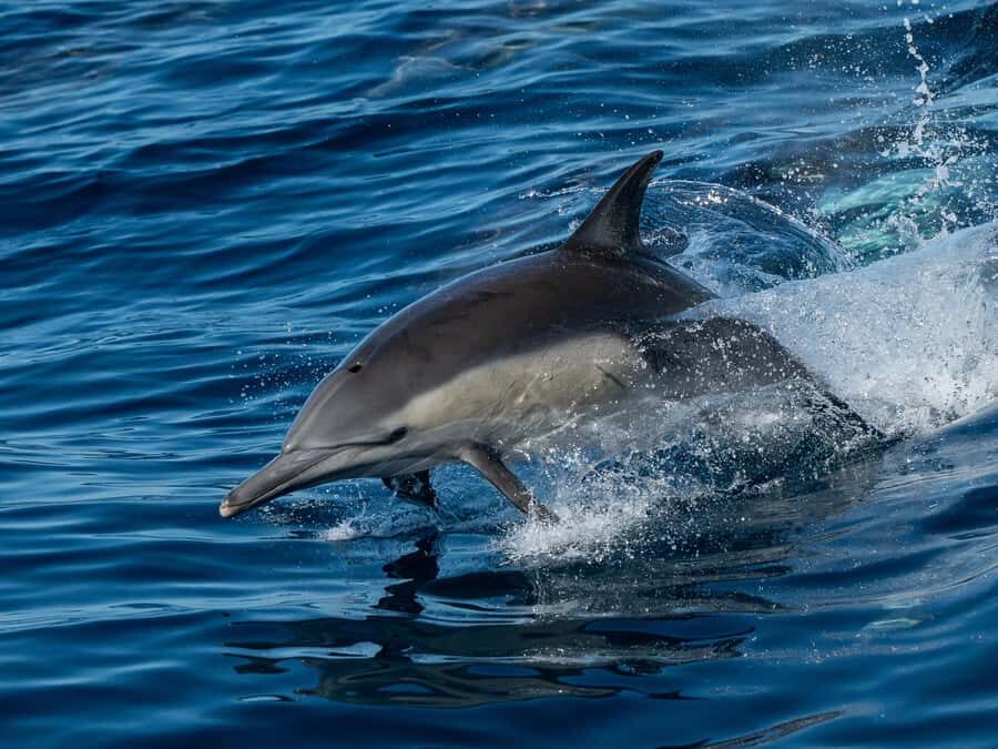San Diego: Whale Watching & Dolphin Cruise - Practical Tips for Your Trip