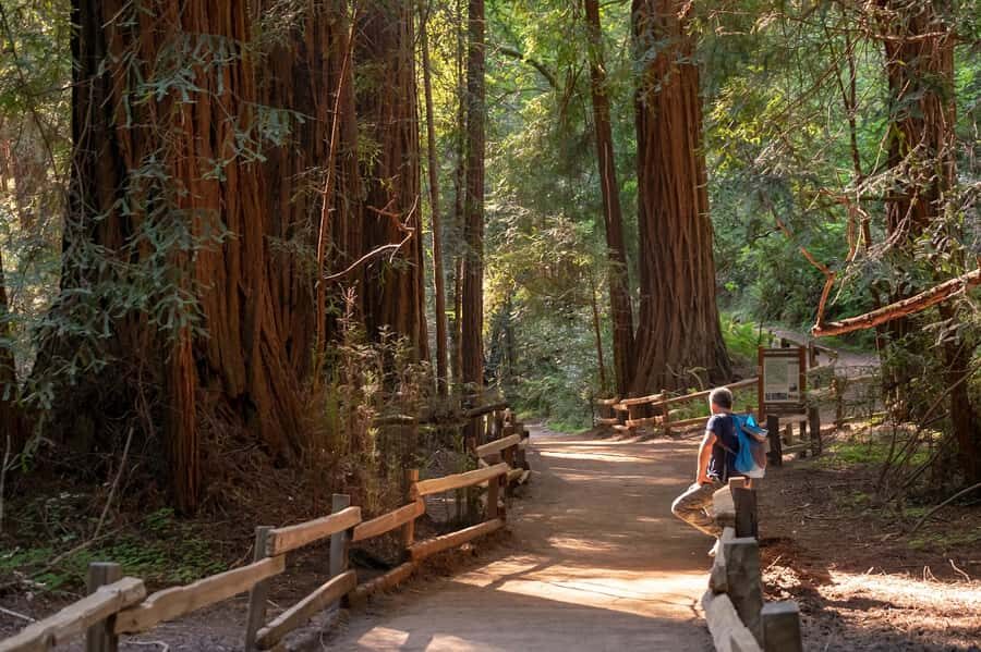 San Francisco: Redwood & Wine Country Tour with Lunch & Wine - A Deep Dive Into the Day’s Itinerary