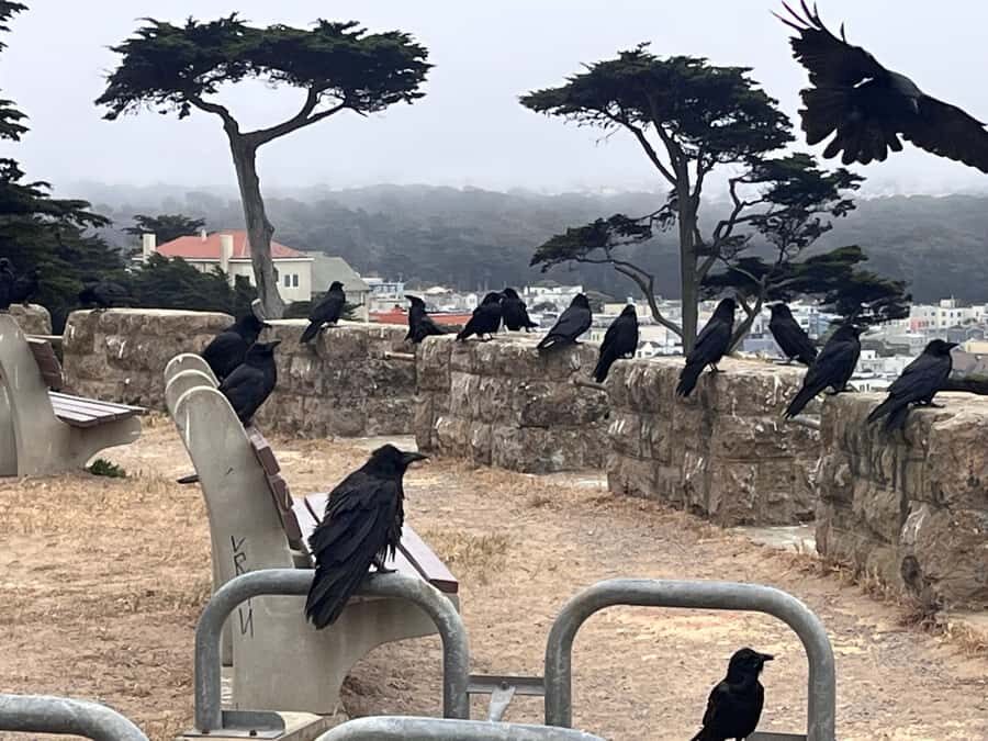 San Francisco: Wild Coast Tour - An In-Depth Look at the San Francisco: Wild Coast Tour