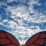 San Miguel de Allende: Monarch Butterflies Tour - What to Expect and Practical Tips