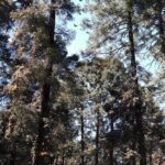 San Miguel de Allende Monarch Butterflies Tour - Who This Tour Is Perfect For