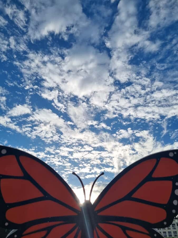 San Miguel de Allende: Monarch Butterflies Tour - What to Expect and Practical Tips