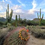 San Tan Regional Park: Sonoran Desert Mountain Bike Tour - The Sum Up