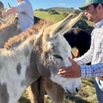 Savor the SYV Farm Experience Cattle Ranch to Olive Grove Picnic - A Deep Dive into the Santa Ynez Farm Experience